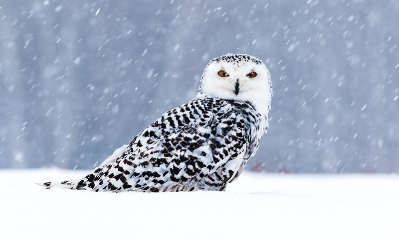 Обои сова, снег, зима, взгляд, птица, боке, снегопад, полярная сова, owl, snow, winter, look, bird, bokeh, snowfall, snowy owl разрешение 5472x3648 Загрузить