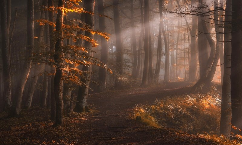 Обои свет, деревья, природа, лес, лучи, туман, осень, тропинка, light, trees, nature, forest, rays, fog, autumn, path разрешение 2500x1600 Загрузить