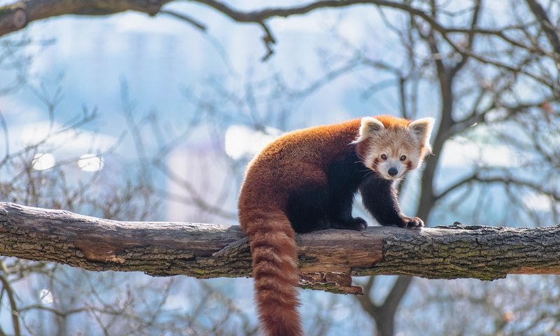 Обои малая панда, свет, дерево, поза, ветки, взгляд, голубой фон, красная панда, боке, light, tree, pose, branches, look, blue background, red panda, bokeh разрешение 2560x1707 Загрузить
