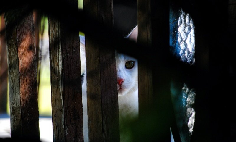 Обои свет, кот, кошка, взгляд, забор, темный фон, тени, выглядывает, light, cat, look, the fence, the dark background, shadows, peeps разрешение 2880x1928 Загрузить