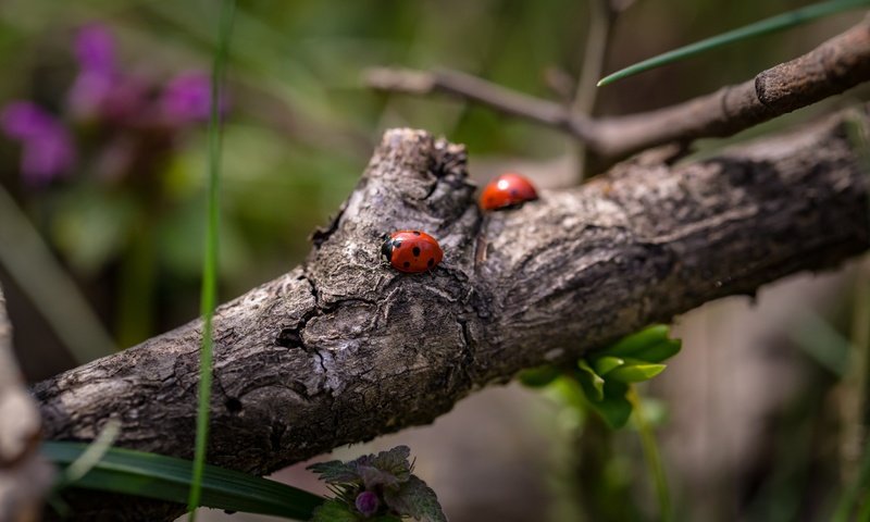 Обои ветка, божьи коровки, божья коровка, жуки, боке, branch, ladybugs, ladybug, bugs, bokeh разрешение 5472x3338 Загрузить