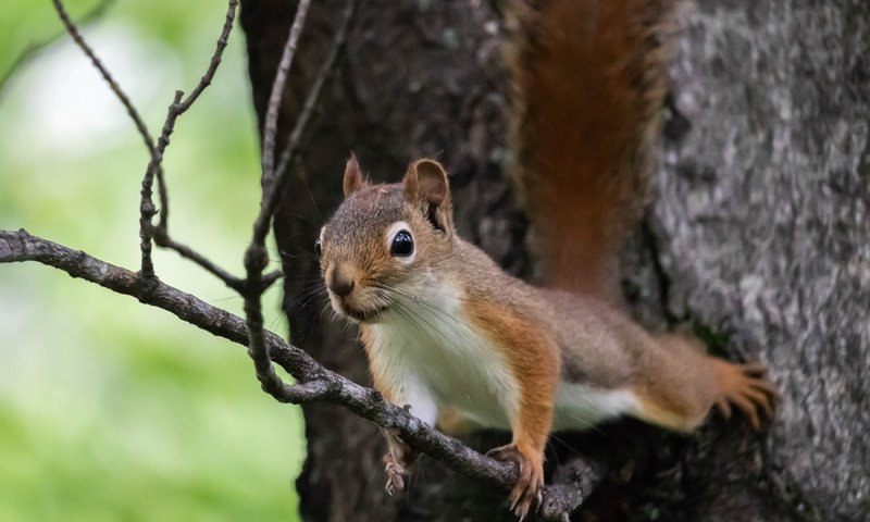 Обои ветка, природа, дерево, поза, животное, белка, зверек, грызун, branch, nature, tree, pose, animal, protein, rodent разрешение 2700x1800 Загрузить