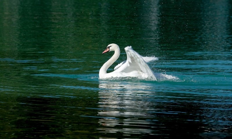 Обои вода, белый, водоем, птица, плавание, лебедь, взмах крыльев, зеленая вода, water, white, pond, bird, swimming, swan, flap, green water разрешение 3840x2160 Загрузить