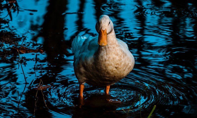 Обои вода, отражение, водоем, птица, утка, water, reflection, pond, bird, duck разрешение 2880x1620 Загрузить