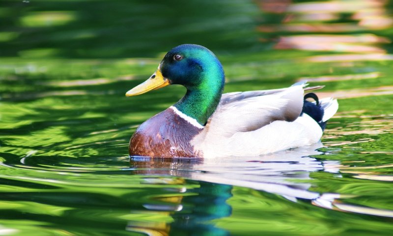 Обои вода, отражение, водоем, птица, плавание, утка, селезень, кряква, water, reflection, pond, bird, swimming, duck, drake, mallard разрешение 3840x2560 Загрузить