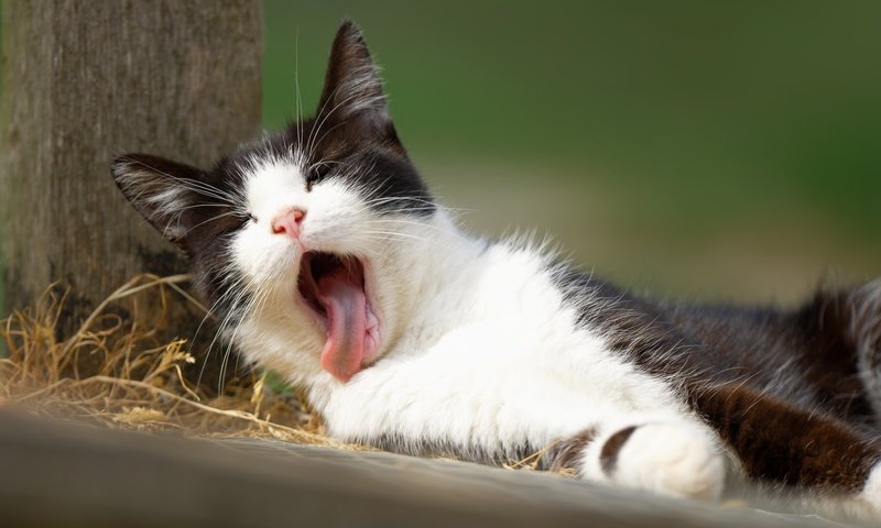 Обои кот, мордочка, кошка, котенок, язык, зевает, cat, muzzle, kitty, language, yawns разрешение 2048x1463 Загрузить
