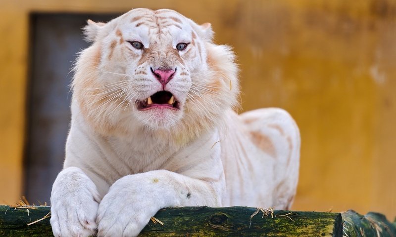 Обои альбинос, тигр, белый тигр, морда, взгляд, клыки, хищник, отдых, оскал, дикая кошка, albino, tiger, white tiger, face, look, fangs, predator, stay, grin, wild cat разрешение 2560x1440 Загрузить