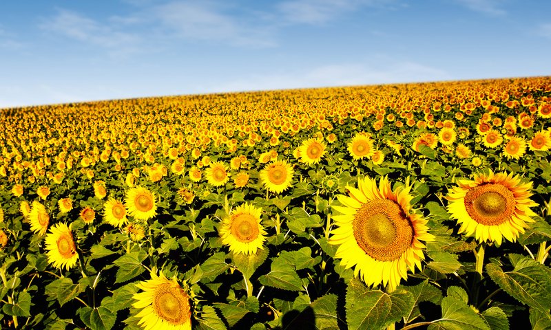 Обои подсолнухи, sunflowers разрешение 3606x2400 Загрузить