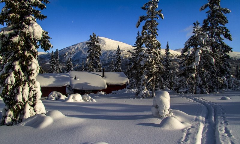 Обои снег, зима, зимний лес, snow, winter, winter forest разрешение 5184x3456 Загрузить