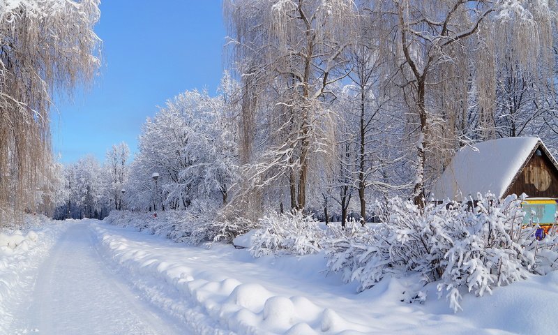 Обои снег, зима, зимний лес, snow, winter, winter forest разрешение 4912x3264 Загрузить