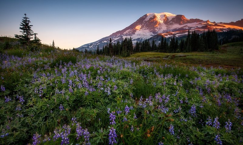 Обои цветы, горы, лес, люпины, flowers, mountains, forest, lupins разрешение 2048x1365 Загрузить