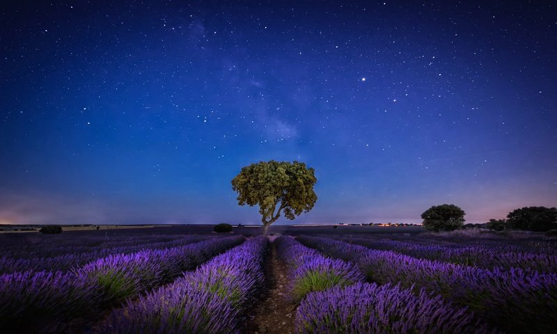 Обои небо, ночь, дерево, звезды, лаванда, плантация, the sky, night, tree, stars, lavender, plantation разрешение 2047x1280 Загрузить