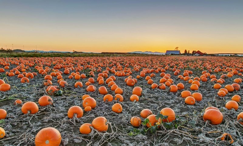 Обои поле, урожай, канада, тыква, британская колумбия, field, harvest, canada, pumpkin, british columbia разрешение 3661x2059 Загрузить