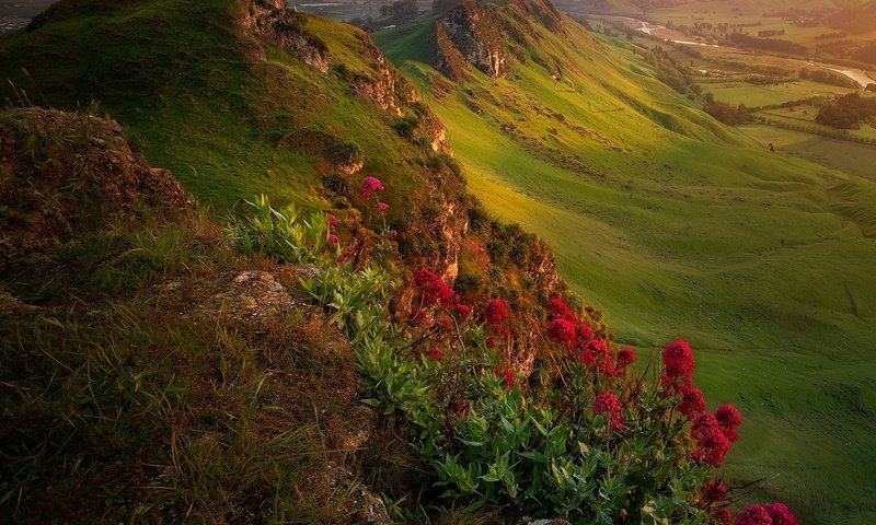 Обои цветы, горы, природа, пейзаж, новая зеландия, flowers, mountains, nature, landscape, new zealand разрешение 2048x2048 Загрузить