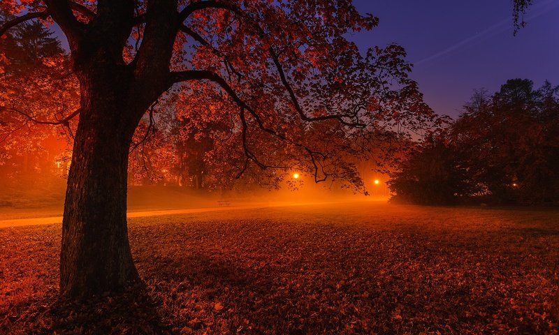 Обои свет, ночь, фонари, природа, дерево, пейзаж, парк, осень, light, night, lights, nature, tree, landscape, park, autumn разрешение 2048x1365 Загрузить