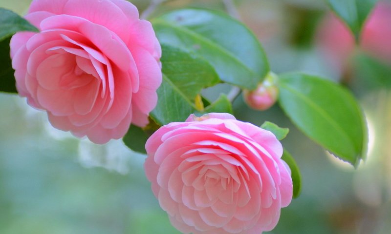 Обои цветы, цветок, красота, камелия, flowers, flower, beauty, camellia разрешение 1920x1200 Загрузить