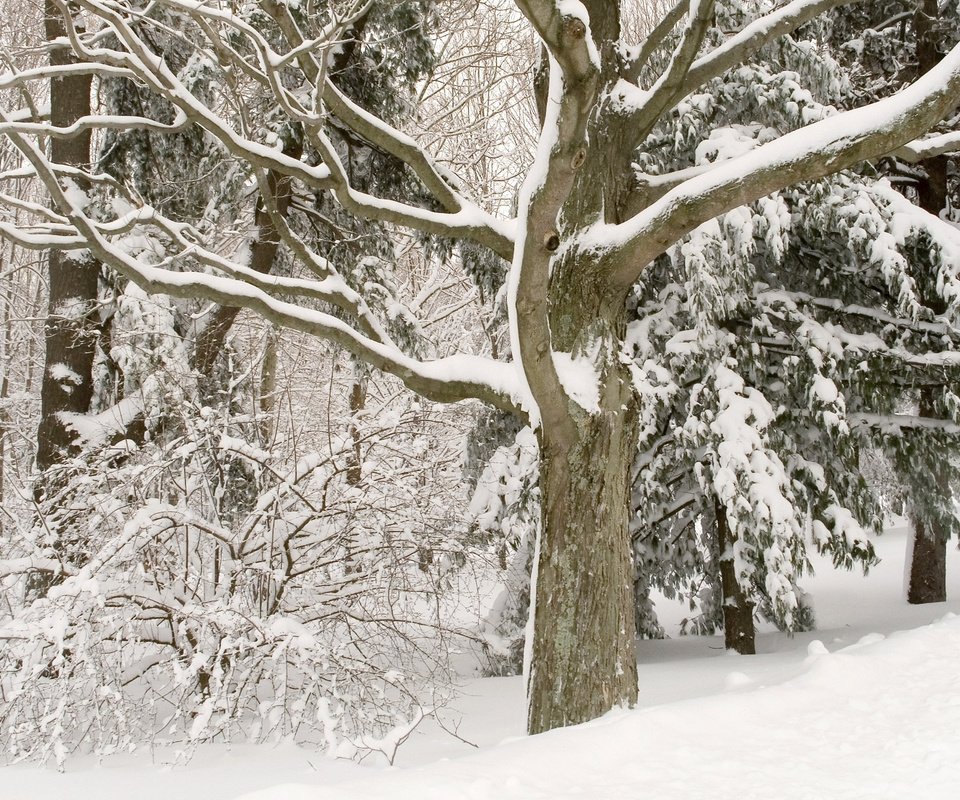 Обои деревья, снег, лес, зима, белосныжные, trees, snow, forest, winter, belosnejnaya разрешение 2560x1600 Загрузить