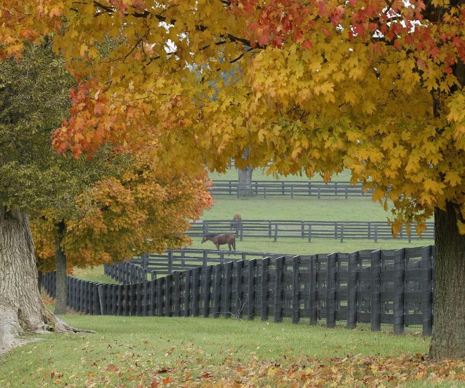 Обои трава, деревья, листья, забор, лошади, grass, trees, leaves, the fence, horse разрешение 2560x1600 Загрузить