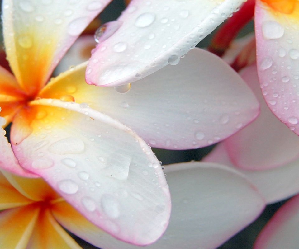 Обои макро, капли, лепестки, белый, плюмерия, франжипани, macro, drops, petals, white, plumeria, frangipani разрешение 1920x1200 Загрузить