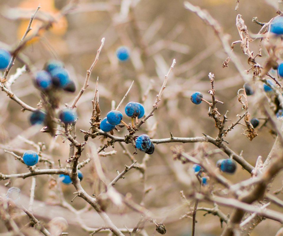 Обои синий, осень, черника, светло, blue, autumn, blueberries, light разрешение 2038x1354 Загрузить