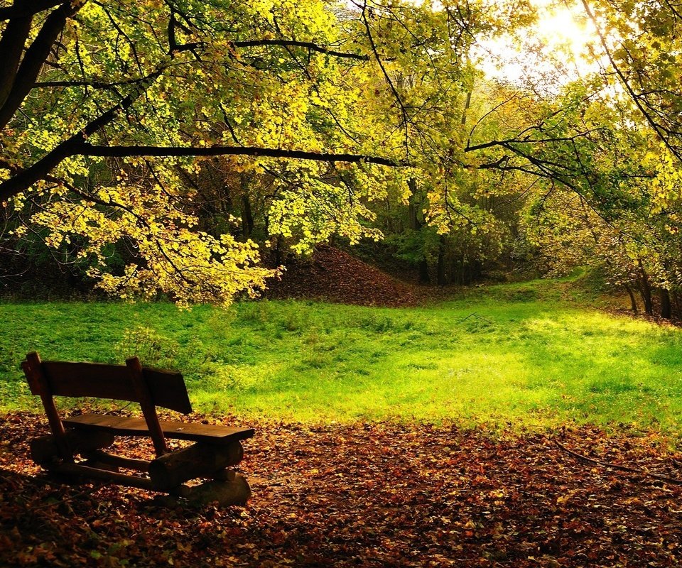 Обои деревья, листва, осень, скамейка, trees, foliage, autumn, bench разрешение 1920x1200 Загрузить