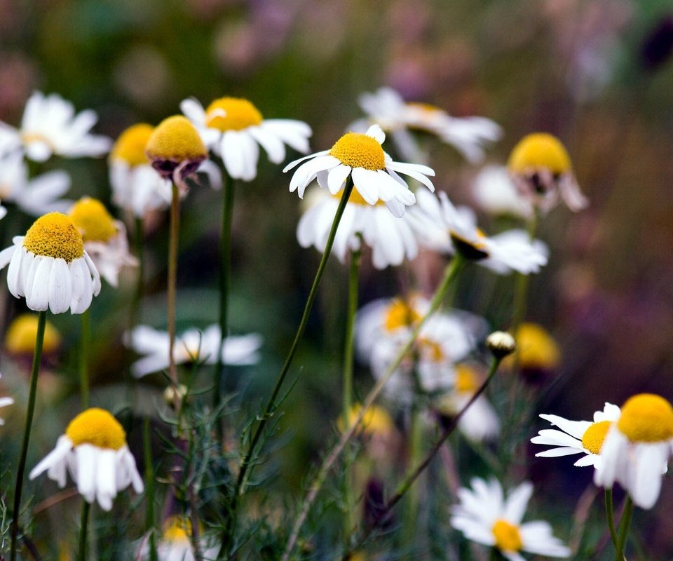 Обои цветы, природа, лето, ромашки, flowers, nature, summer, chamomile разрешение 1920x1200 Загрузить