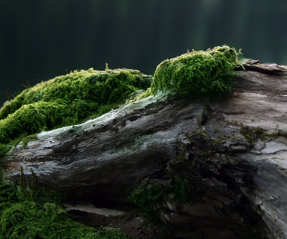 Обои дерево, мох, tree, moss разрешение 2560x1600 Загрузить