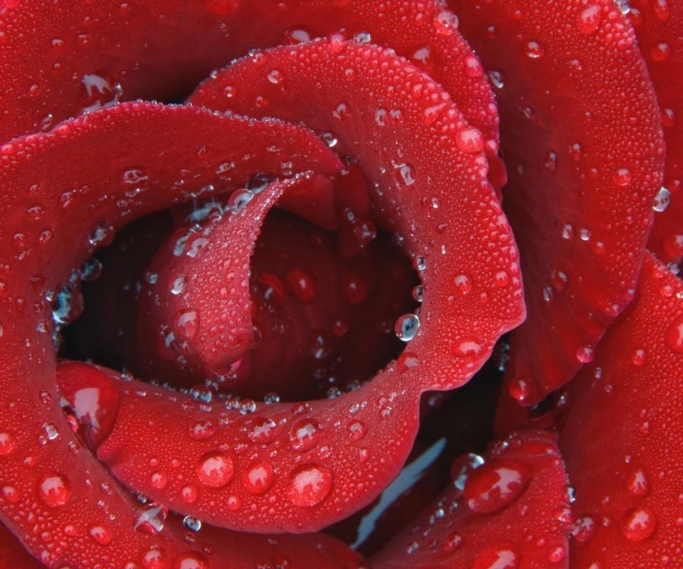 Обои капли, роза, лепестки, красный, drops, rose, petals, red разрешение 1920x1080 Загрузить