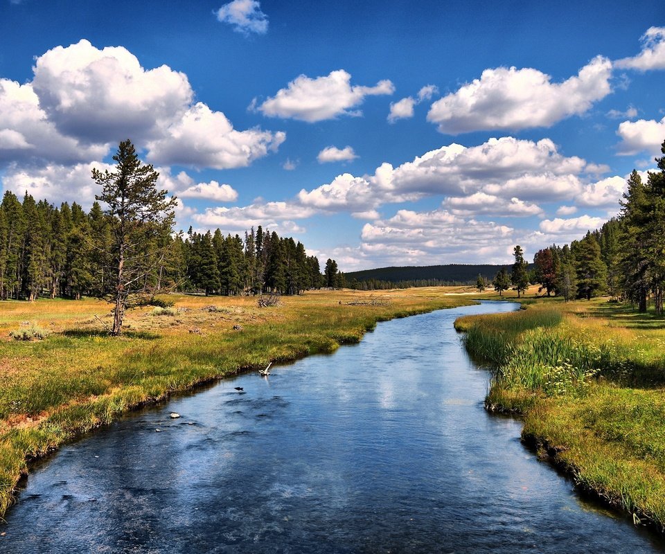 Обои небо, облака, деревья, река, лес, the sky, clouds, trees, river, forest разрешение 2560x1600 Загрузить