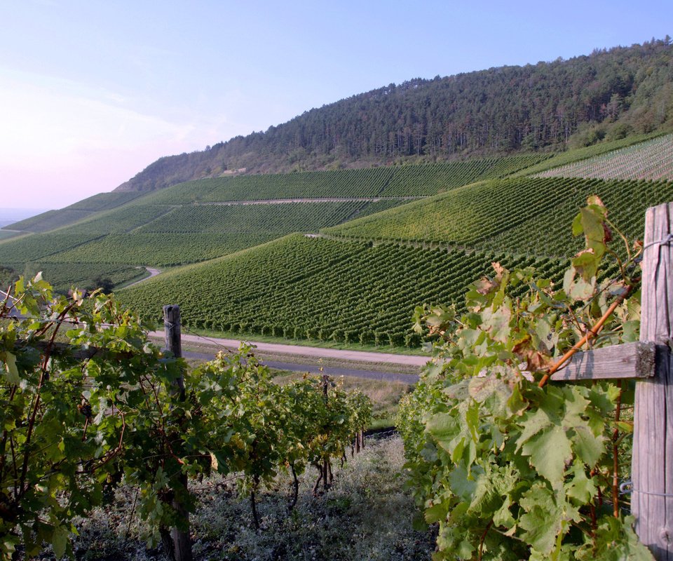 Обои виноград, плантации, вино, виноградник, grapes, plantation, wine, vineyard разрешение 1920x1200 Загрузить