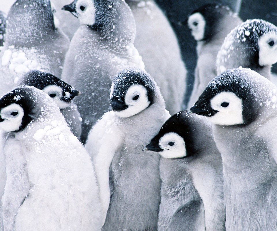 Обои снег, пингвины, детские, snow, penguins, baby разрешение 1920x1080 Загрузить