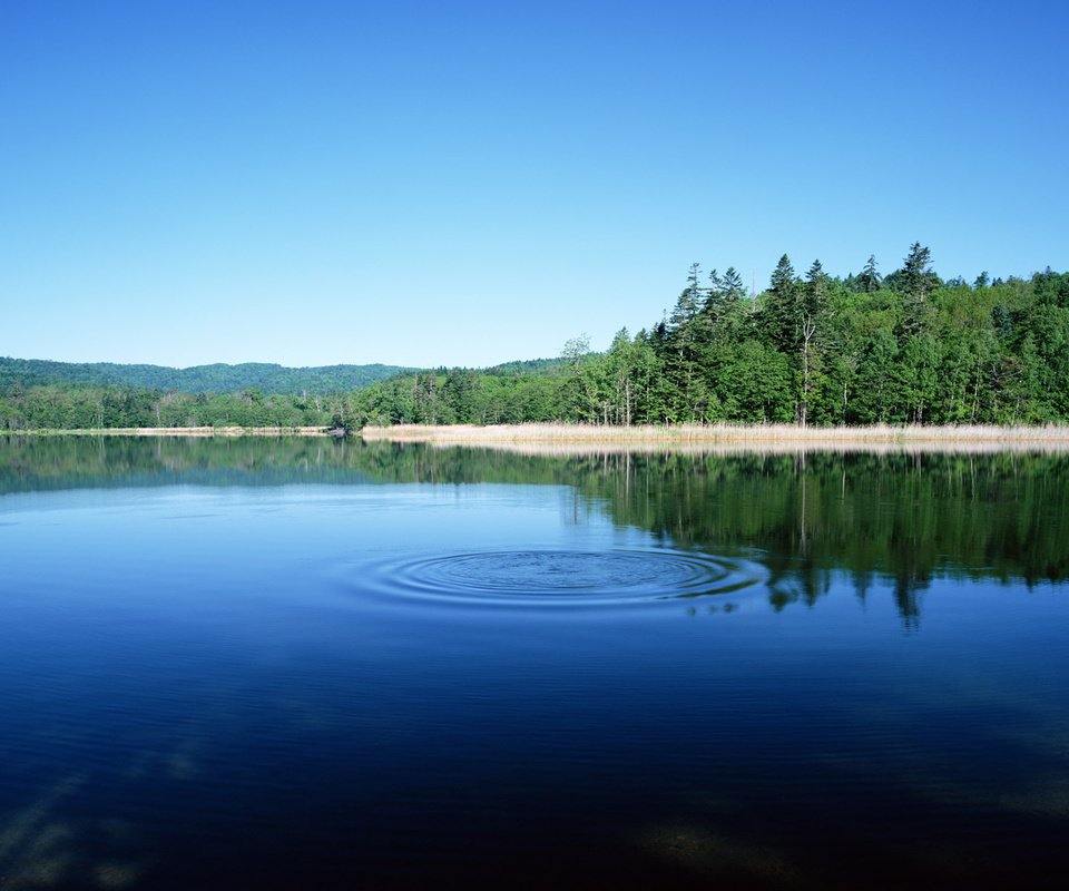 Обои озеро, лес, круги, бульк, lake, forest, circles, plop разрешение 1920x1200 Загрузить