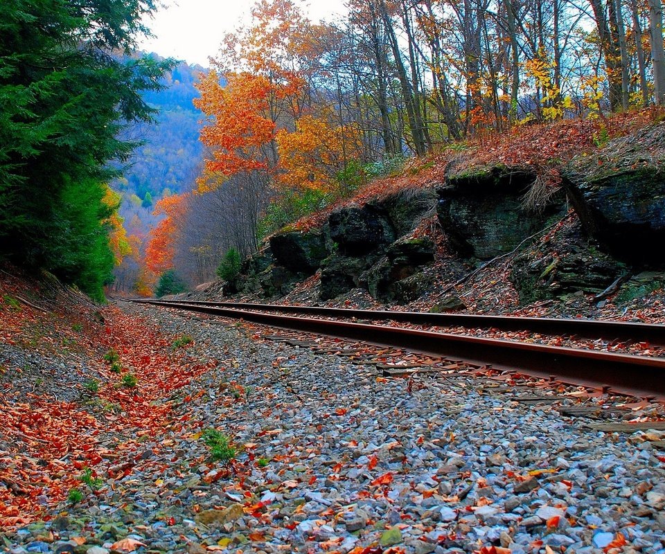 Обои дорога, лес, осень, железная, road, forest, autumn, iron разрешение 1920x1200 Загрузить