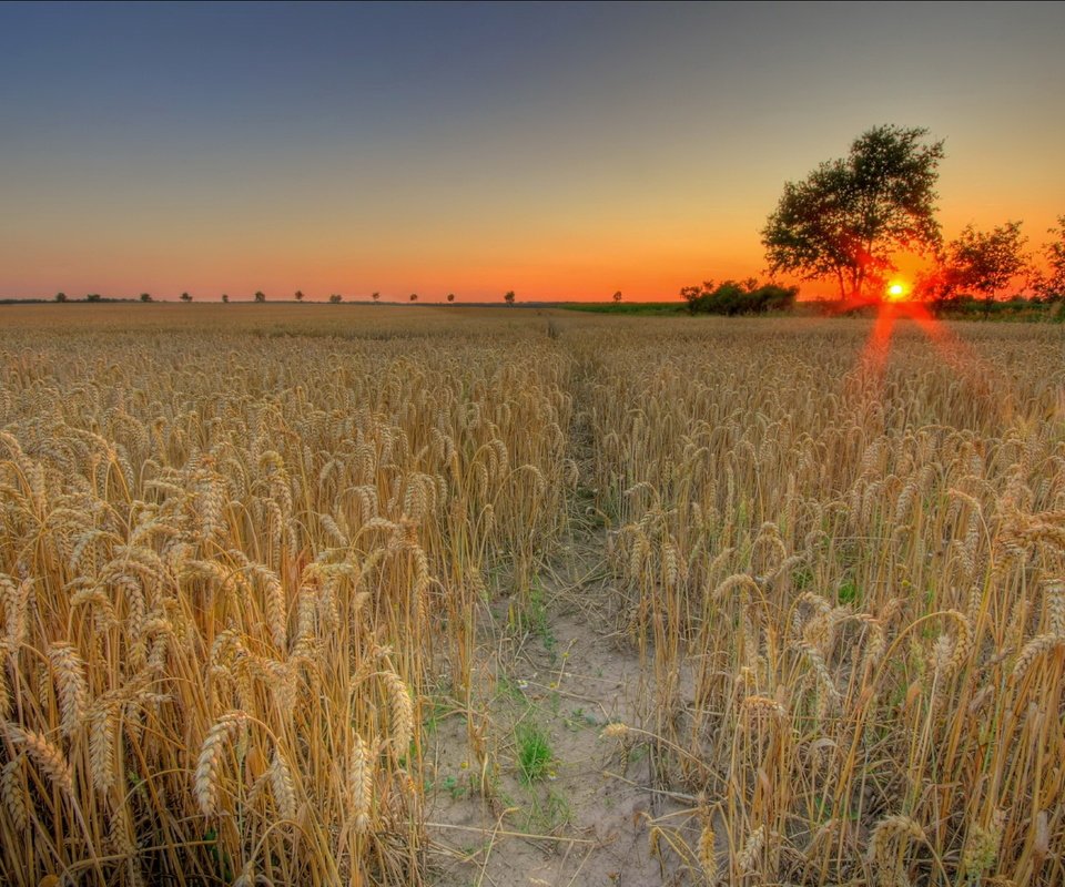 Обои солнце, закат, поле, пшеница, the sun, sunset, field, wheat разрешение 1944x1311 Загрузить