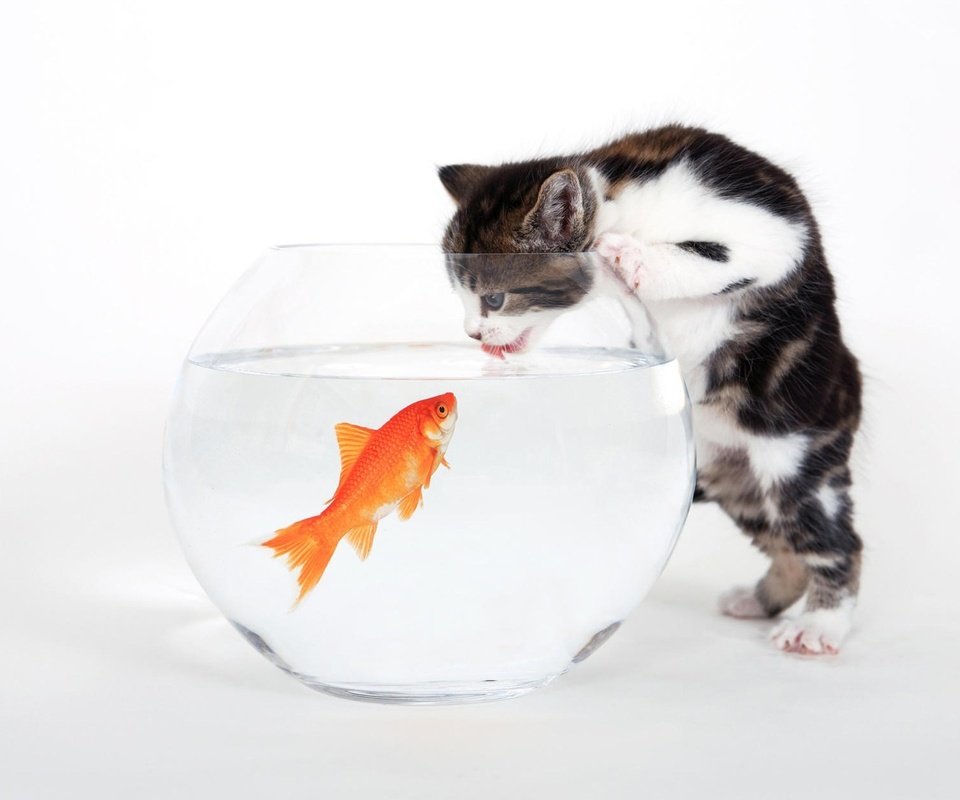 Обои котенок, белый, аквариум, рыбка, kitty, white, aquarium, fish разрешение 1920x1200 Загрузить