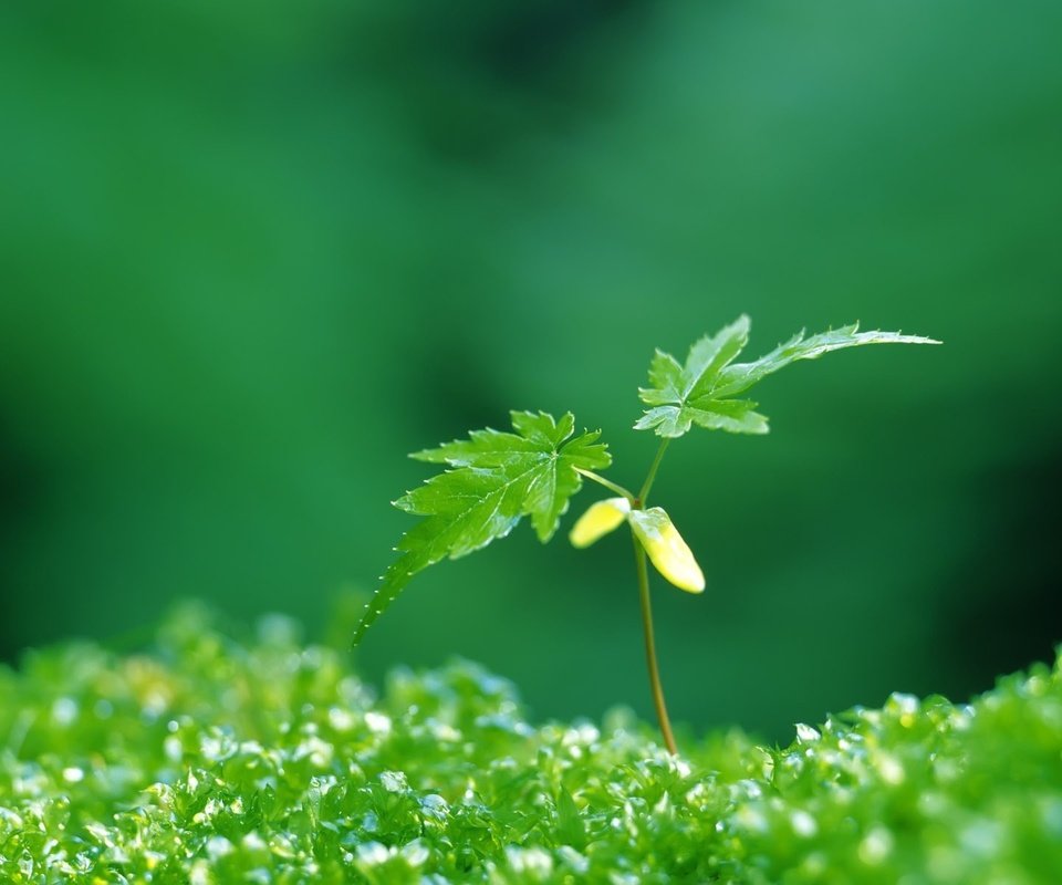 Обои зелёный, листочки, растение, росток, green, leaves, plant, rostock разрешение 1920x1200 Загрузить