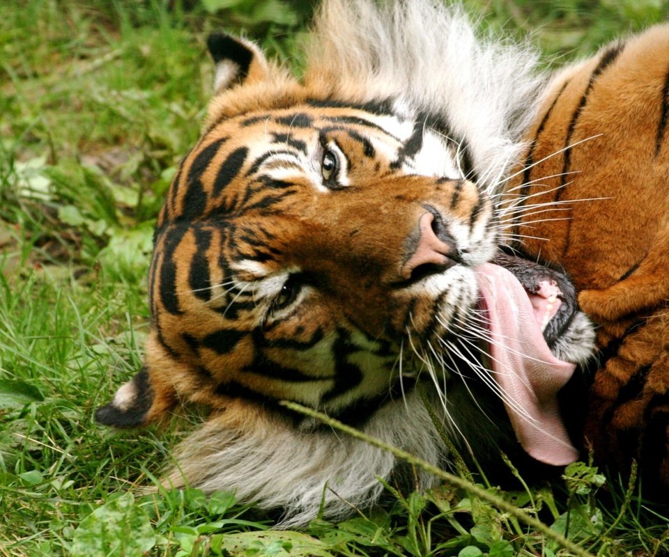 Обои тигр, трава, язык, tiger, grass, language разрешение 1920x1200 Загрузить