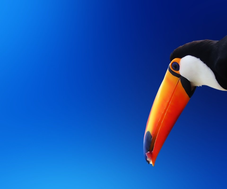 Обои птица, тукан, клюв, оранжевый, bird, toucan, beak, orange разрешение 1920x1200 Загрузить