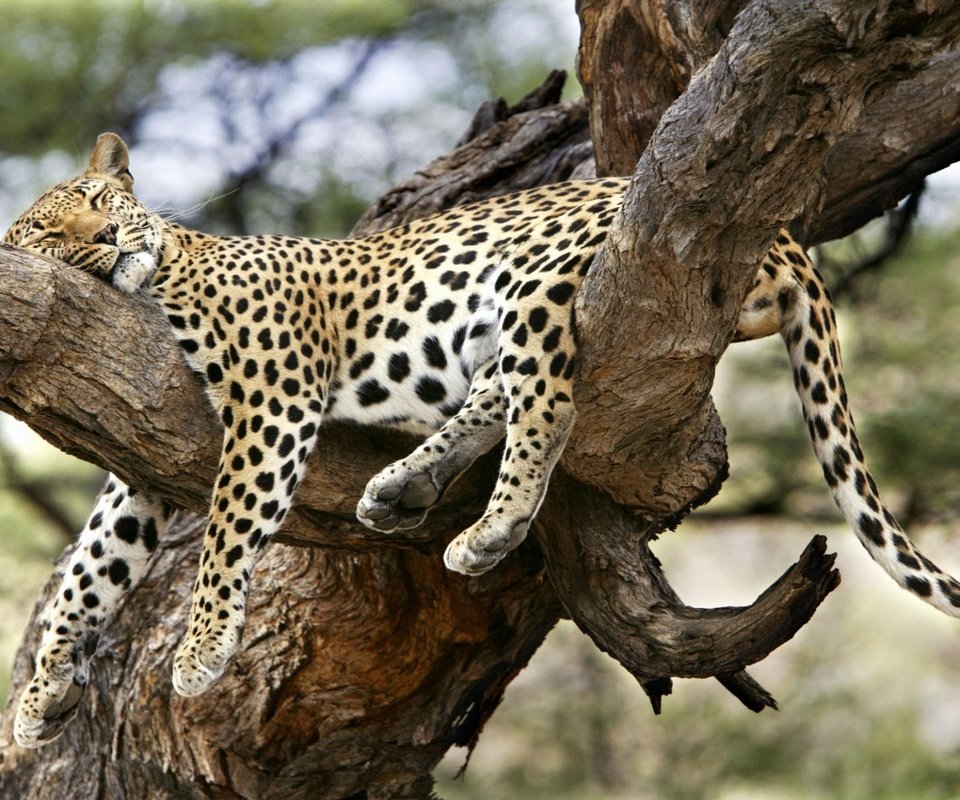 Обои дерево, сон, леопард, удобный, спящий леопард, tree, sleep, leopard, convenient, sleeping leopard разрешение 1920x1200 Загрузить