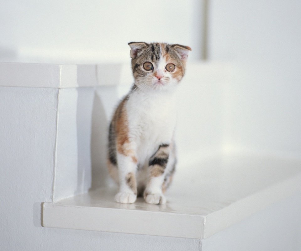 Обои лестница, котенок, белый, ladder, kitty, white разрешение 1920x1440 Загрузить