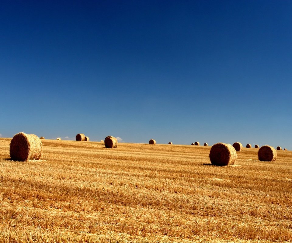 Обои небо, поле, тюки, longhorn, the sky, field, bales разрешение 1920x1440 Загрузить