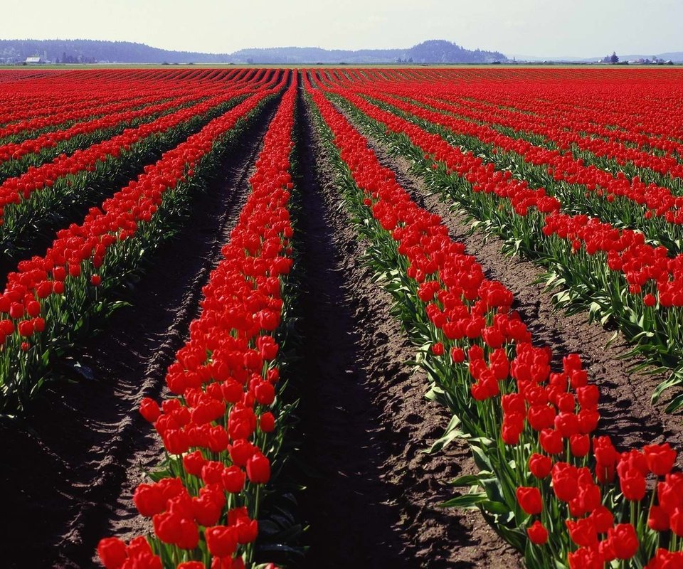 Обои поле, панорама, тюльпаны, field, panorama, tulips разрешение 3750x1200 Загрузить