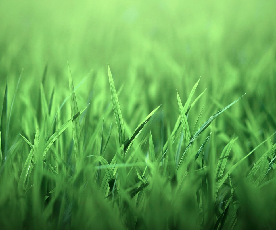 Обои трава, природа, листочки, зеленая, grass, nature, leaves, green разрешение 1920x1280 Загрузить