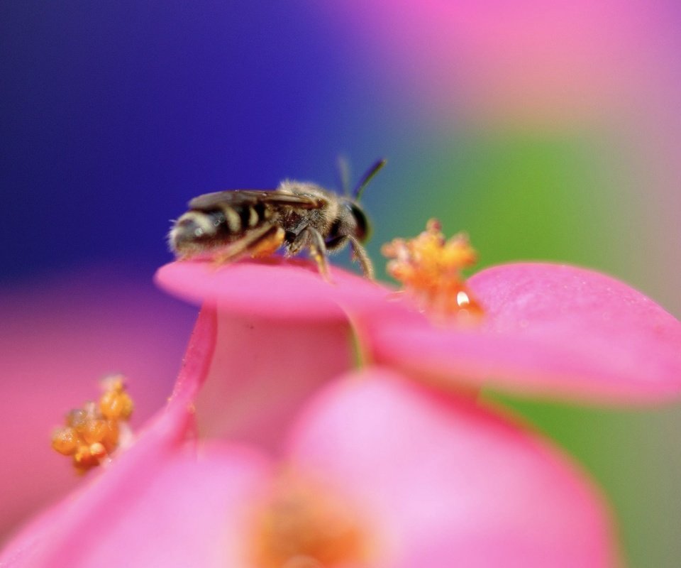 Обои цветок, цвет, пчела, flower, color, bee разрешение 1920x1440 Загрузить