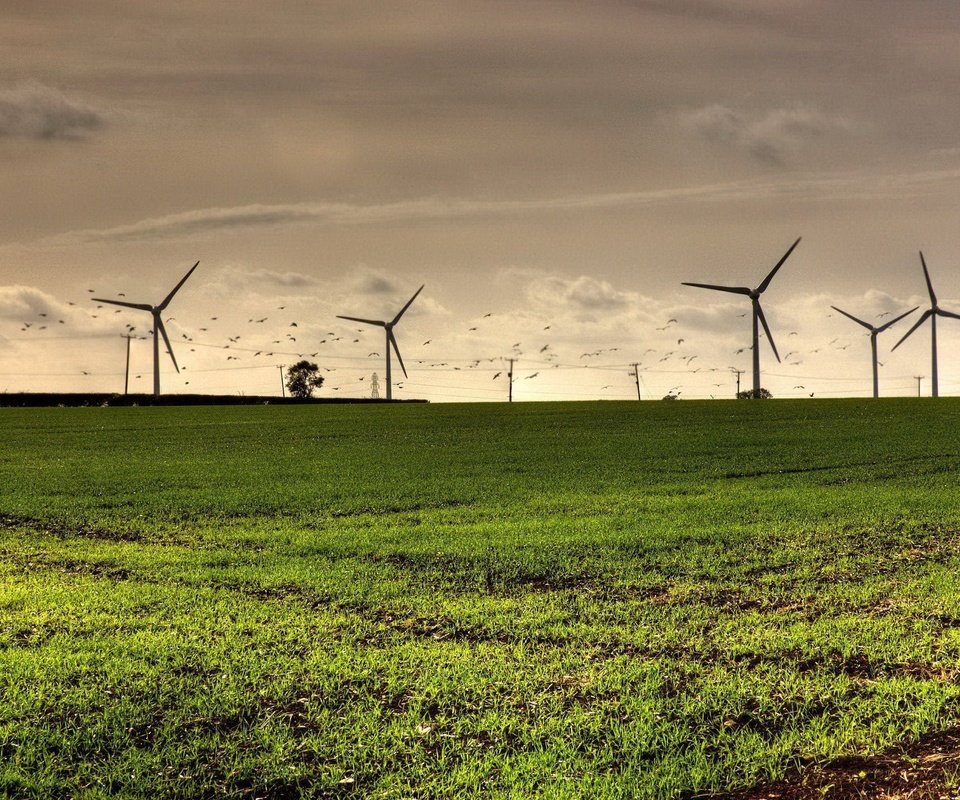 Обои поле, птицы, ветряки, ветротурбины, field, birds, windmills, wind turbine разрешение 1920x1440 Загрузить