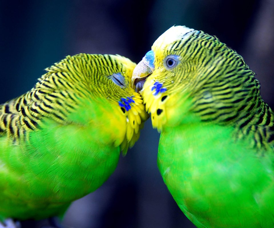 Обои птицы, любовь, нежность, чувства, поцелуй, попугаи, волнистый попугайчик, birds, love, tenderness, feelings, kiss, parrots, budgie разрешение 2000x1260 Загрузить