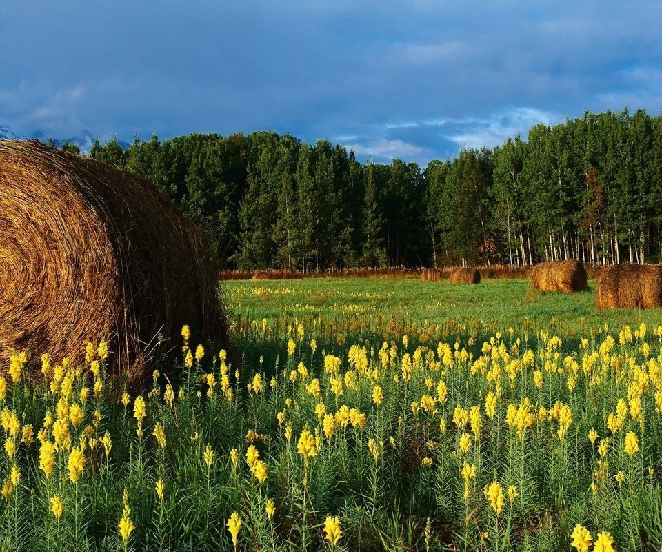 Обои цветы, горы, поле, сено, тюки, рулоны, flowers, mountains, field, hay, bales, rolls разрешение 2560x1024 Загрузить