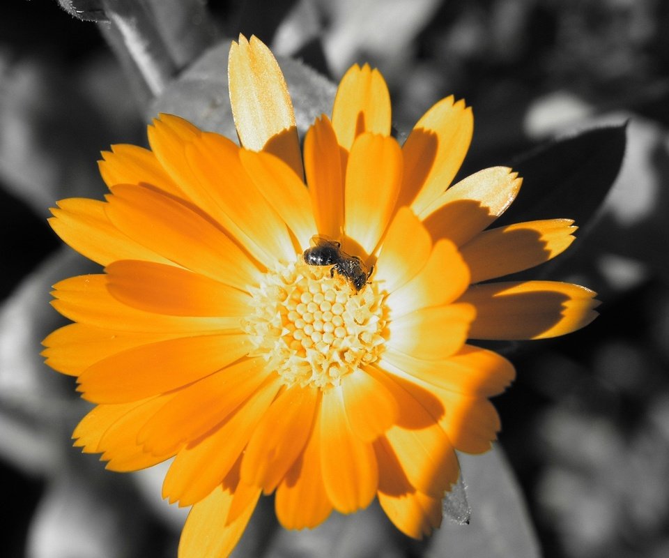 Обои цвет, оранжевый, пчела, color, orange, bee разрешение 2560x1600 Загрузить