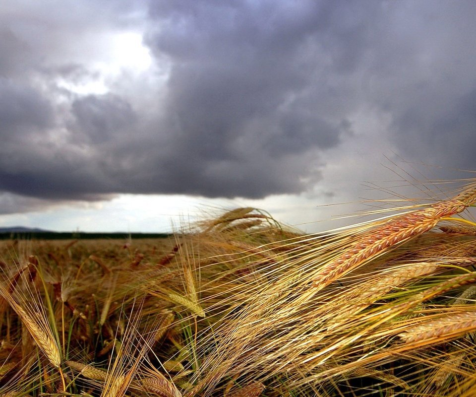 Обои облака, поле, колосья, clouds, field, ears разрешение 1920x1200 Загрузить