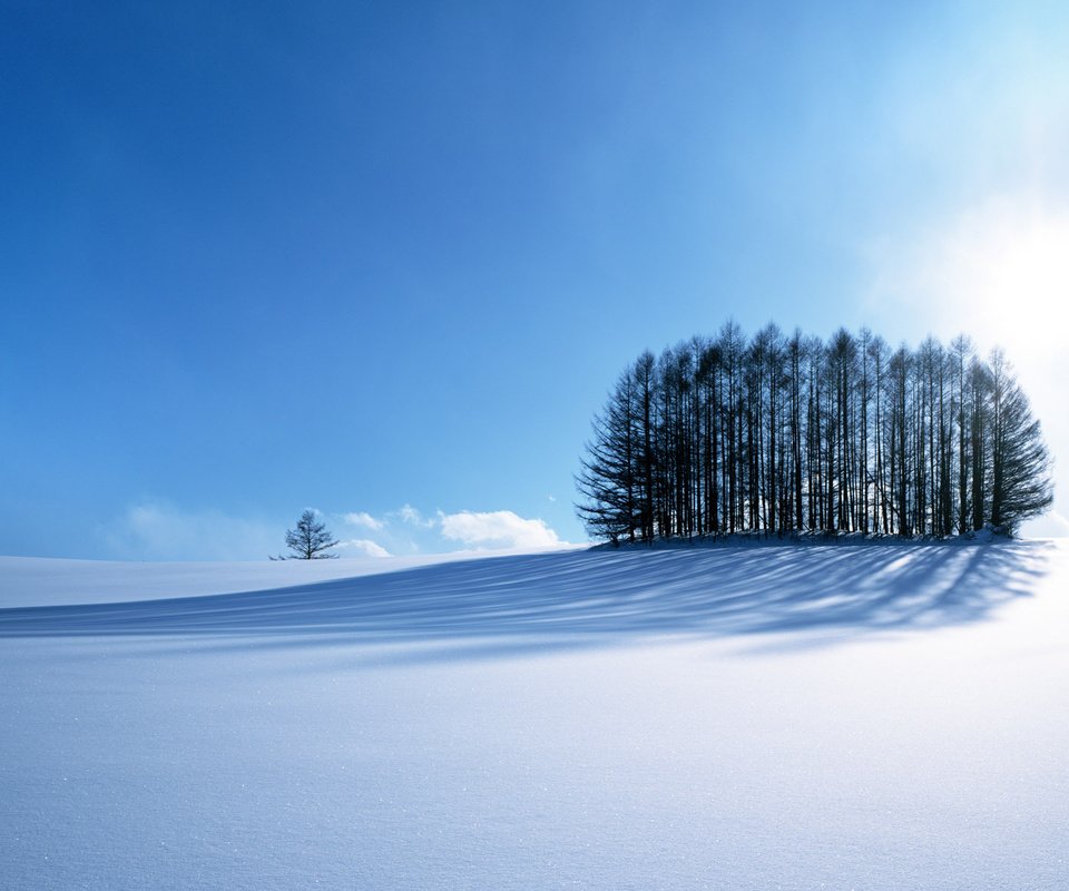 Обои деревья, снег, зима, trees, snow, winter разрешение 1920x1200 Загрузить